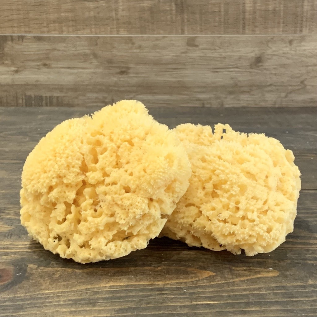 Dead Sea Natural Sponge